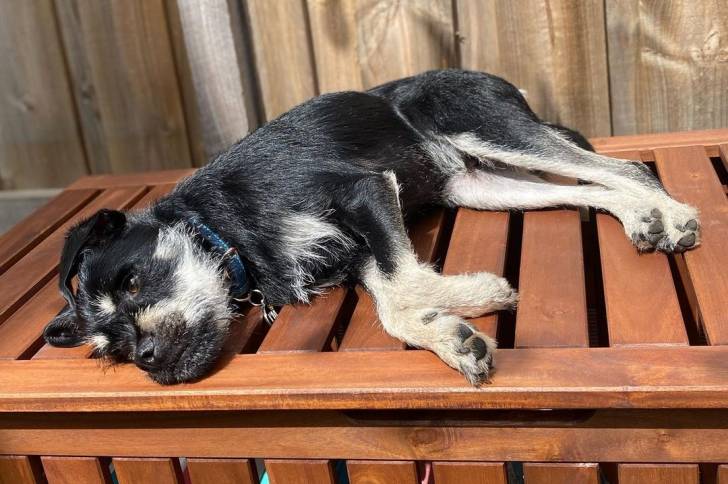 Un Schnug dormant sur un banc en bois