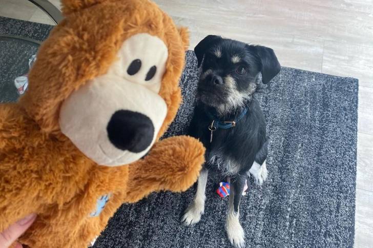 Un Schnug assis sur un tapis en regardant un jouet en peluche qui lui est tendu