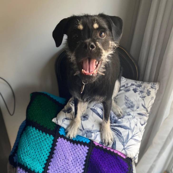 Un Schnug assis sur une couverture crochetée bleue et violette sur un oreiller blanc avec des fleurs