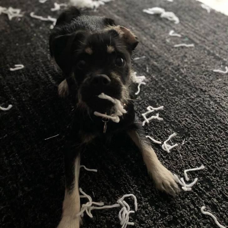 Un Schnug assis sur un tapis noir avec des plumes blanches éparpillées autour