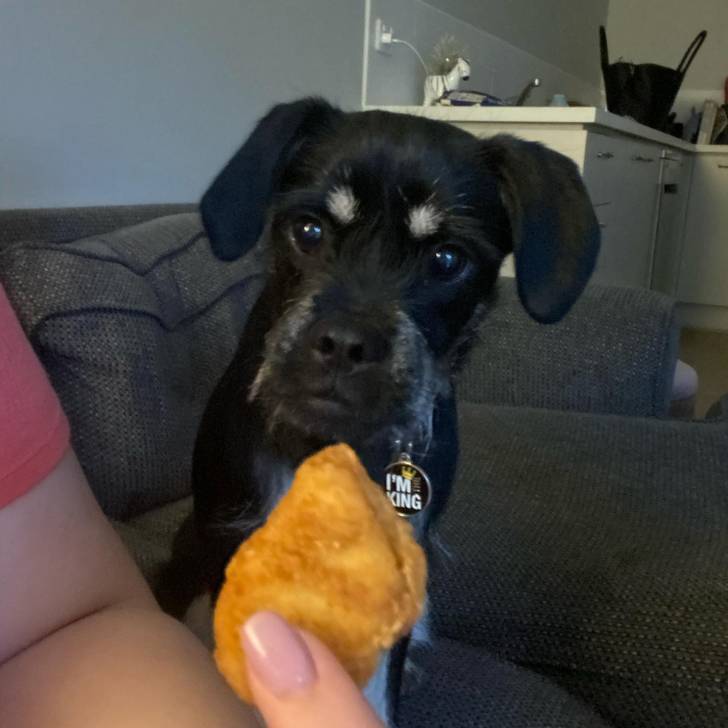 Un Schnug assis sur un canapé gris