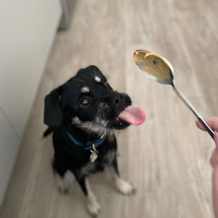Un Schnug avec un collier bleu qui lèche une cuillère