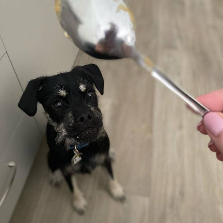 Un Schnug avec un collier bleu qui lèche une cuillère