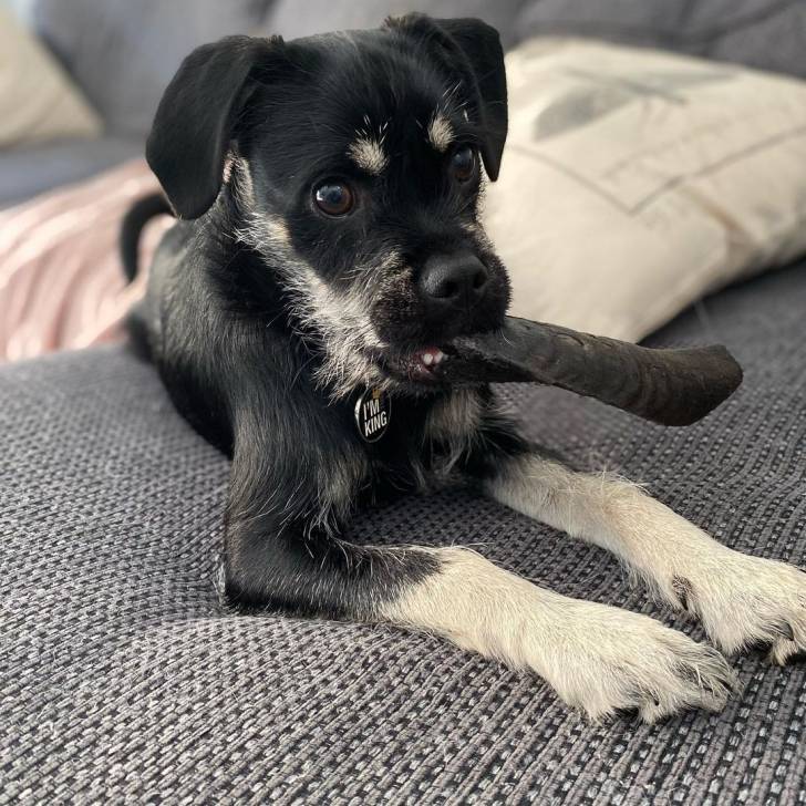 Un Schnug allongé sur un lit avec une friandise dans la bouche