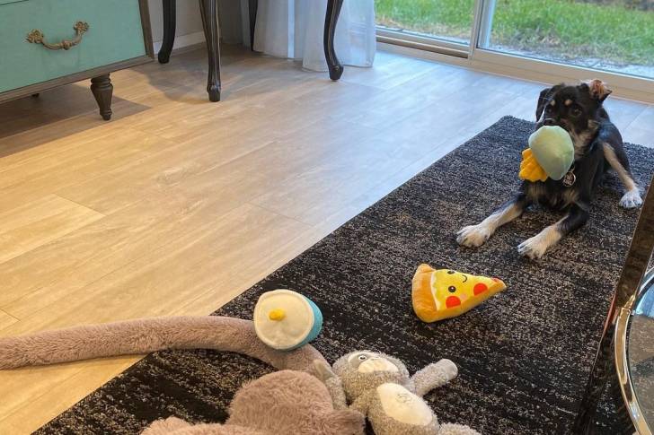 Un Schnug jouant avec des jouets dans un salon