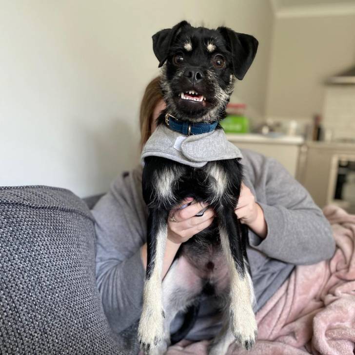 Un Schnug portant un collier et tenu par les mains d’une personne