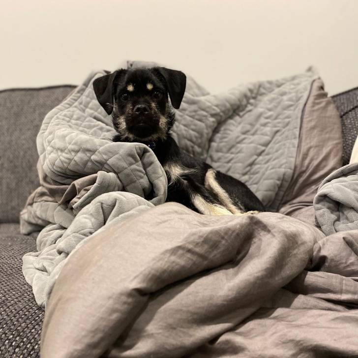 Un Schnug assis sur un canapé gris avec une couverture grise