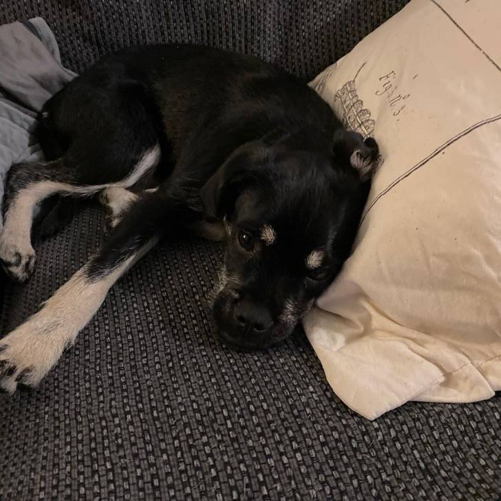Un Schnug allongé sur un canapé avec sa tête reposant sur un oreiller
