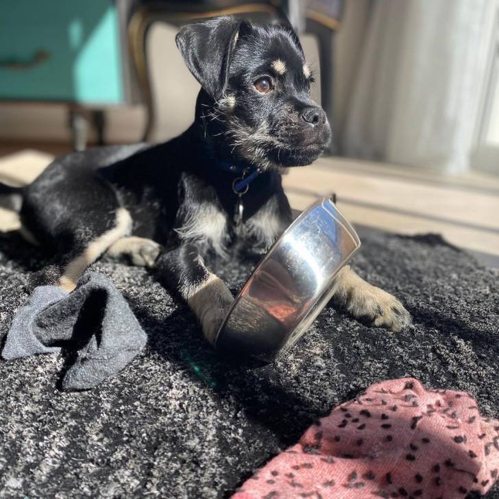 Un Schnug avec un bol argenté sur un tapis noir