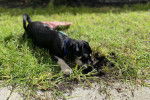 Un Schnug qui creuse dans l’herbe