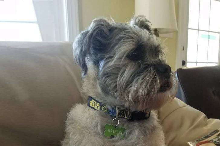 Un Schnug portant un collier et assis sur un canapé