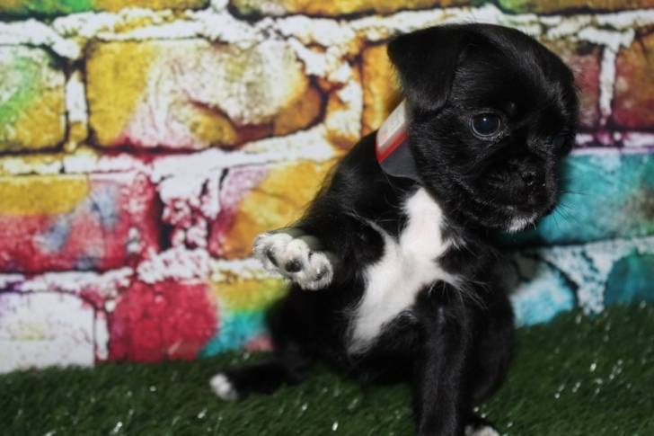 Un Schnug assis sur une surface semblable à de l’herbe verte