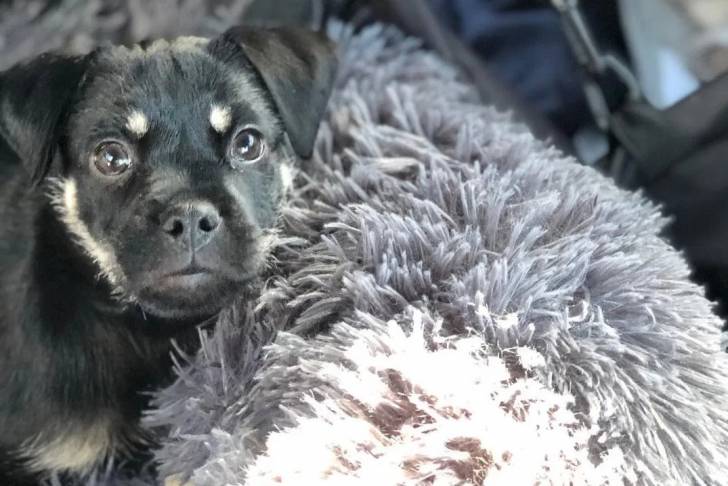 Un Schnug assis sur le siège d'une voiture