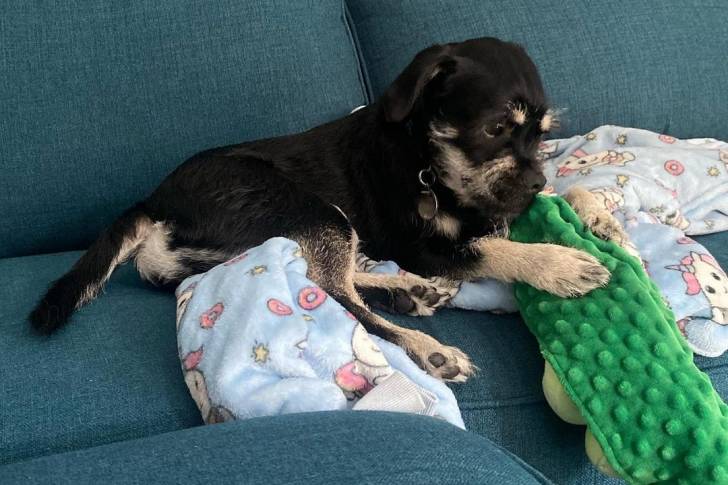 Un Schnug allongé sur une couverture blanche avec des personnages de dessins animés colorés