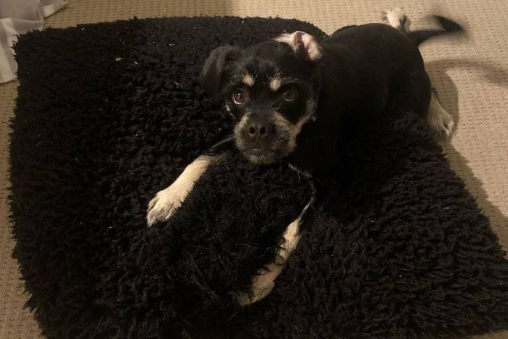 Un Schnug allongé sur un gros oreiller noir