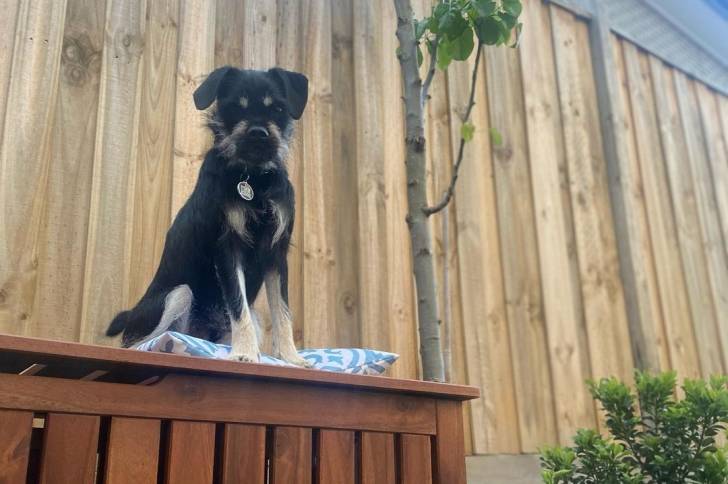 Un Schnug assis sur le dessus d’une niche en bois