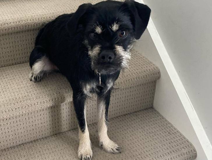 Un Schnug assis sur un escalier