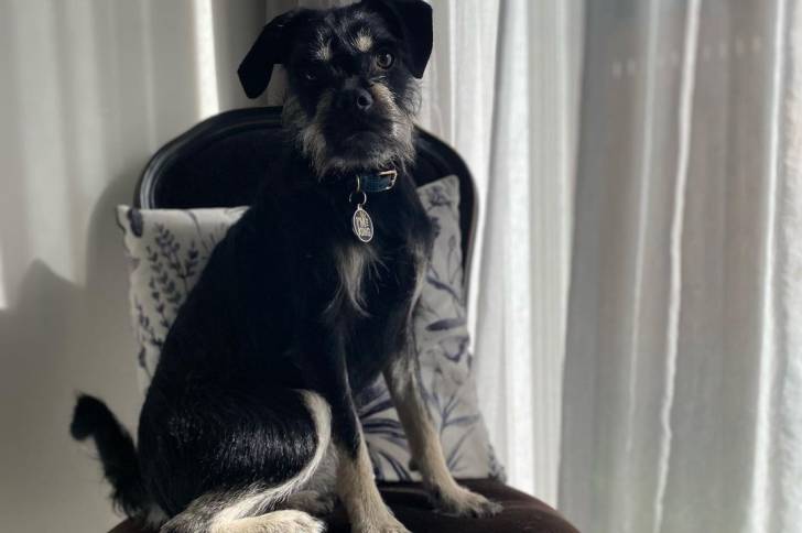 Un Schnug assis sur une chaise avec un rideau en arrière-plan