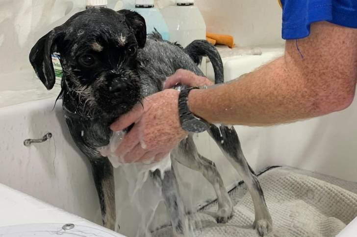 Photo des mains d'une persoone donnant un bain à un Schnug dans une baignoire