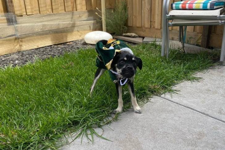 Un Schnug debout dans une cour arrière