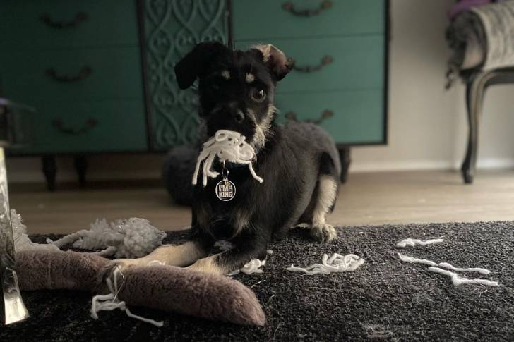 Un Schnug assis sur un tapis noir avec un jouet mâchouillé
