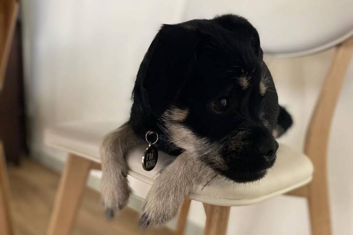 Un Schnug reposant sa tête sur une chaise blanche