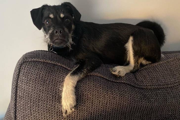 Un Schnug allongé sur l’accoudoir d'un canapé