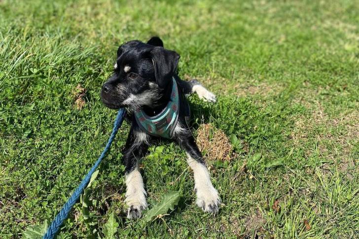Un Schnug en laisse dans un champ herbeux