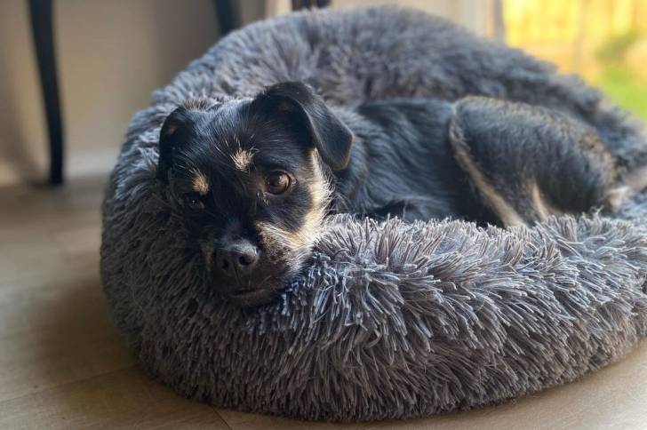 Un Schnug reposant sur un lit pour chien gris et moelleux.