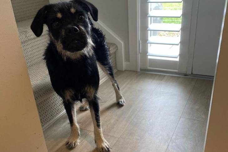 Un Schnug debout dans un couloir