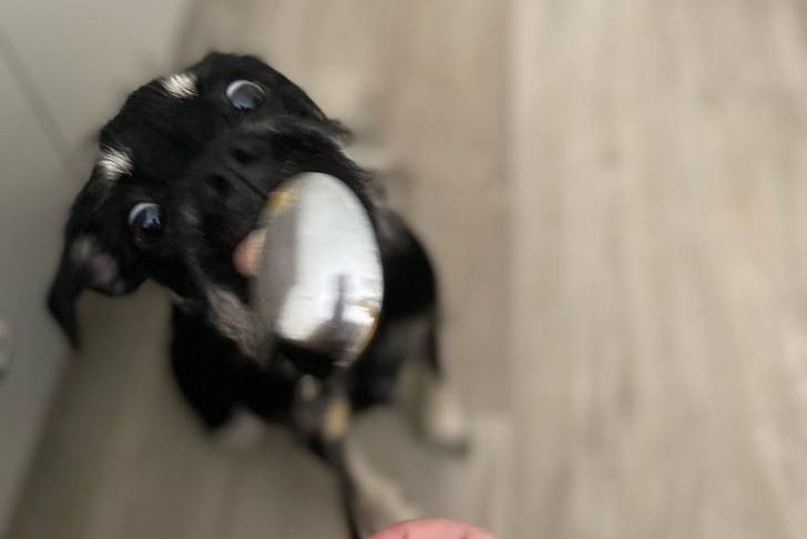 Un Schnug avec un collier bleu qui lèche une cuillère