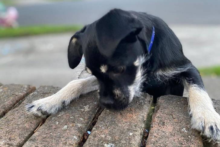 Un Schnug reposant sa tête sur un mur de briques
