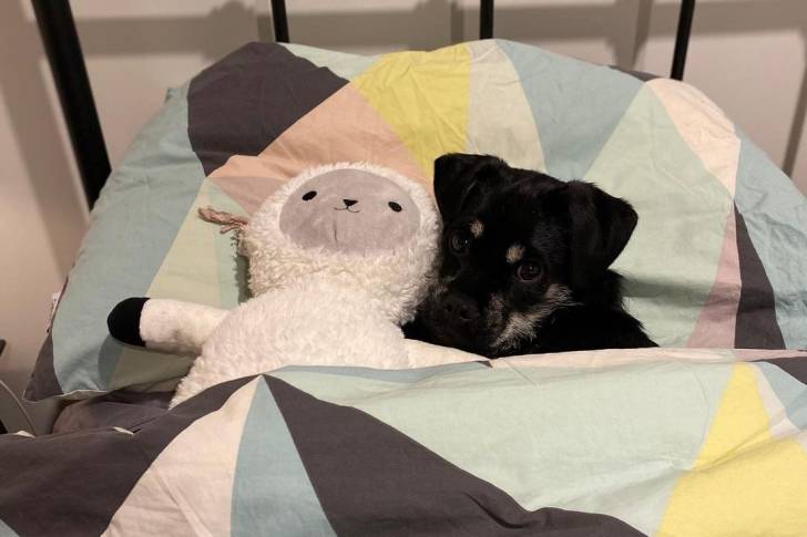 Un Schnug couché sur un matelas à côté d'un nounours