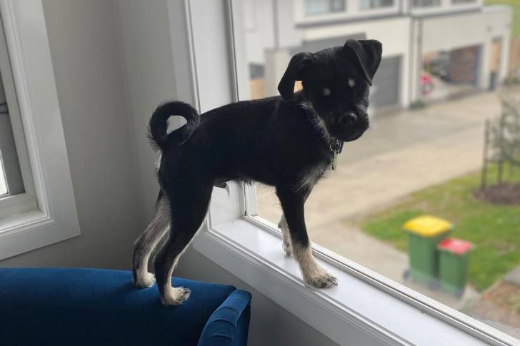 Un Schnug debout sur un rebord de fenêtre