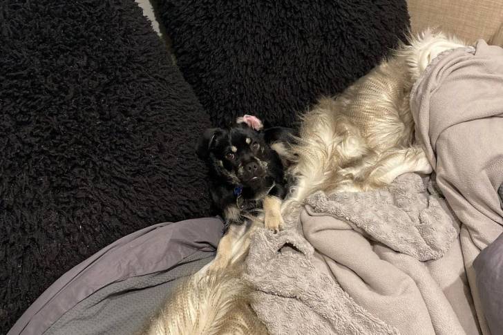 Un Schnug allongé sur une couverture grise sur un canapé