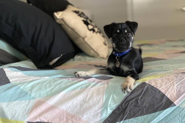 Un Schung allongé sur un matelas