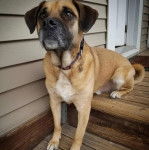 Un Shug assis sur un porche en bois