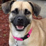 Un Shug debout sur un lit de paillis rouge