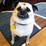 Un Shug portant un collier et assis sur un tapis