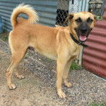 Un Shug debout sur un sol en terre devant une clôture en métal ondulé et une clôture en chaîne