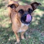 Un Shug assis sur de l'herbe