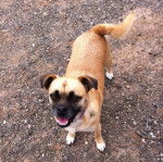 Un Shug debout sur un chemin de terre avec de petits rochers dispersés