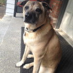 Un Shug assis sur un paillasson noir