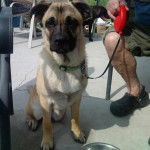 Un Shug assis sur un patio en béton avec une balustrade métallique en arrière-plan