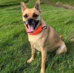 Un Shug assis dans un paysage verdoyant