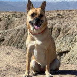 Un Shug assis sur une falaise rocheuse