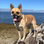 Un Shug portant un collier et debout sur un grand rocher avec sa langue pendante