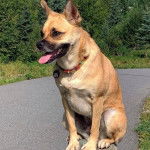 Un Shug assis sur un tronc d’arbre avec sa langue sortie et semblant haleter