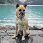 Un Shug assis sur un rocher devant un lac et des montagnes