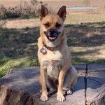 Un Shug assis sur une souche d’arbre dans un champ